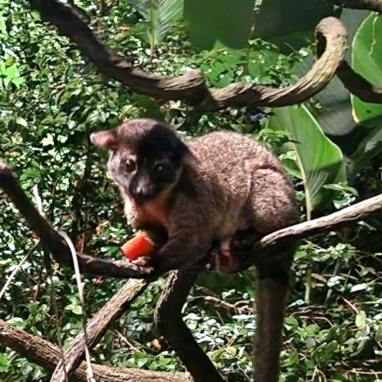 Small-toothed Palm Civet