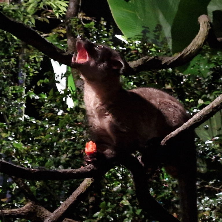 Small-toothed Palm Civet