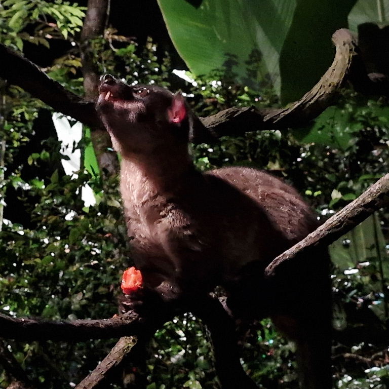 Small-toothed Palm Civet