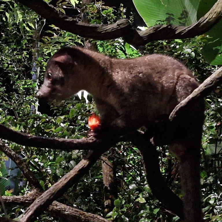 Small-toothed Palm Civet