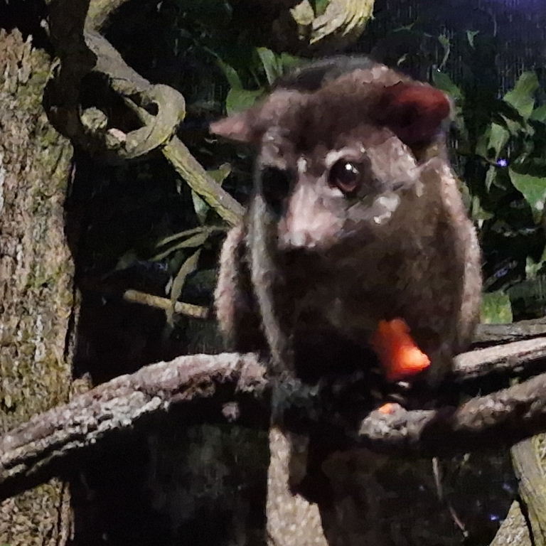 Small-toothed Palm Civet