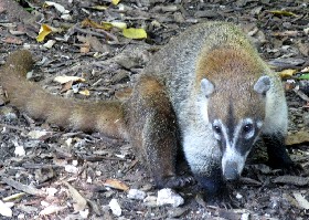 White-nosed Coati