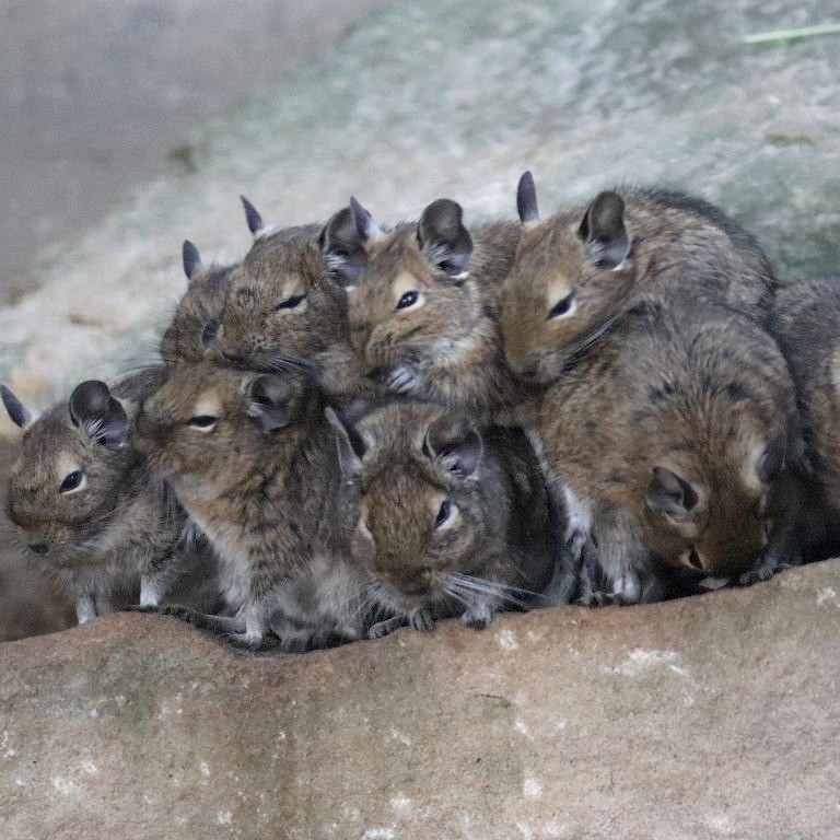 Row of Degus