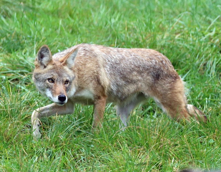 Coyote