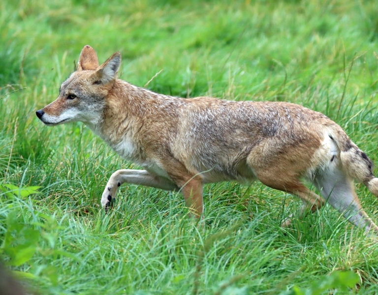Coyote