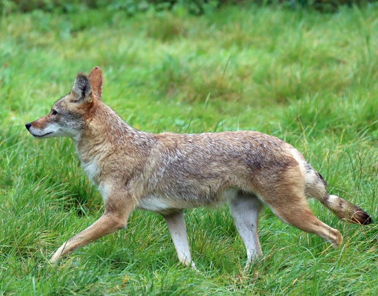 Coyote