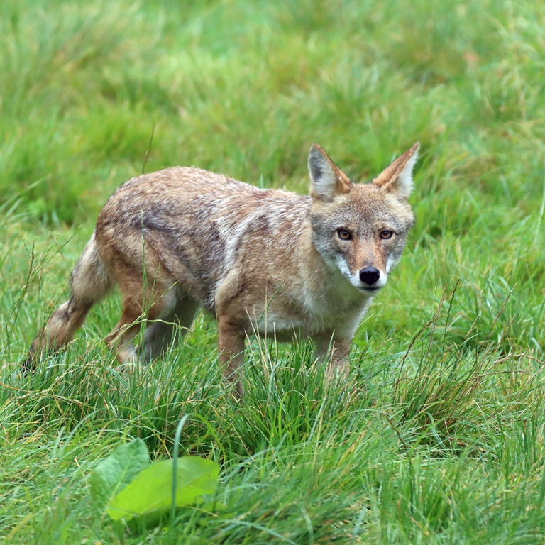 Coyote