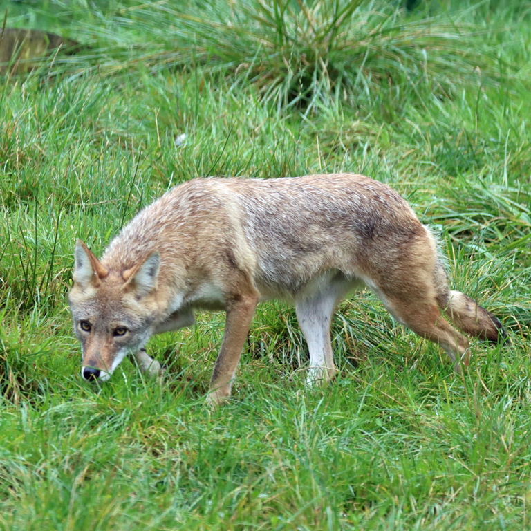 Coyote