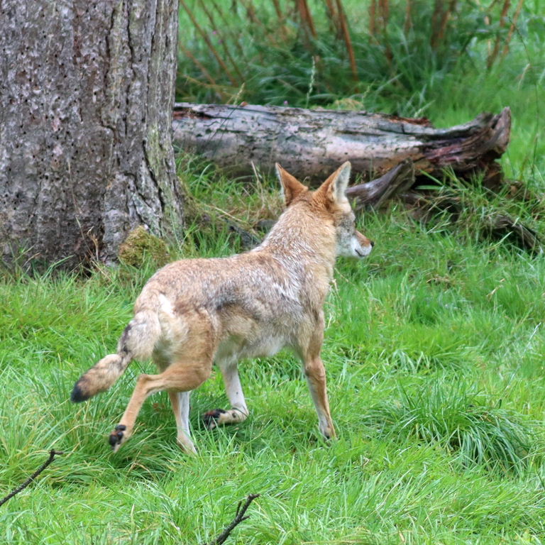 Coyote