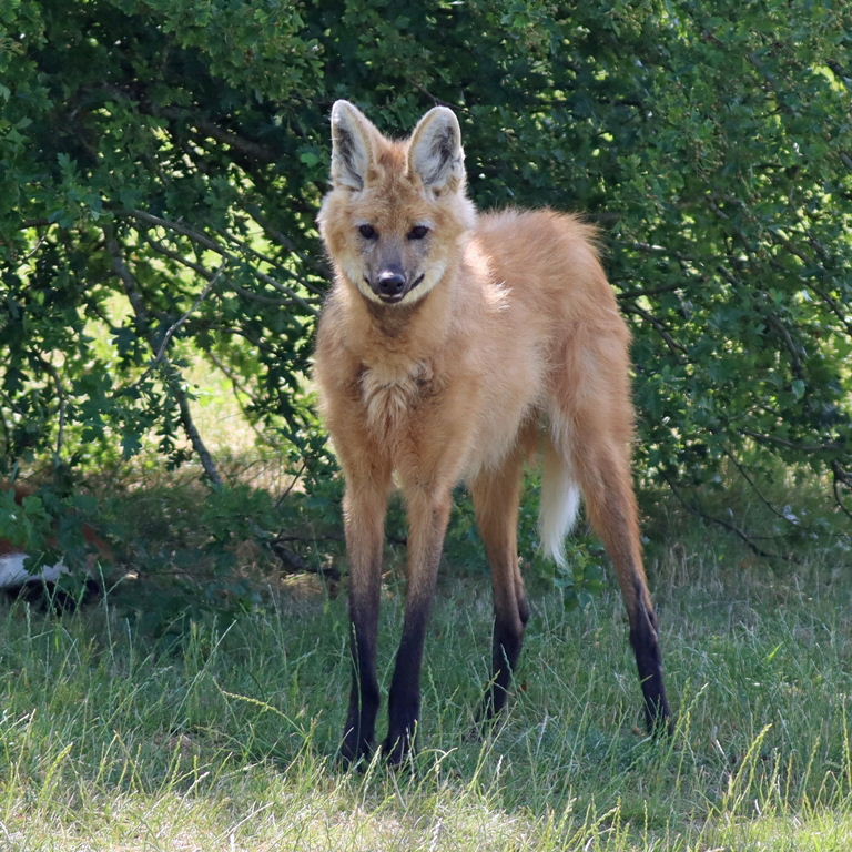 Maned Wolf