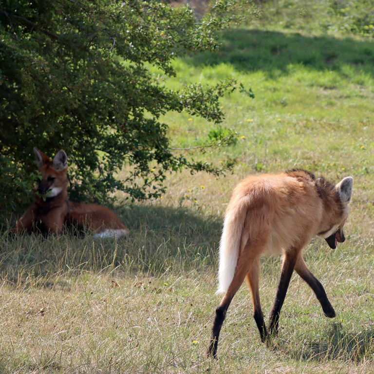 Maned Wolf