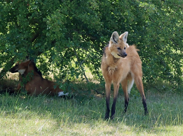 Maned Wolf
