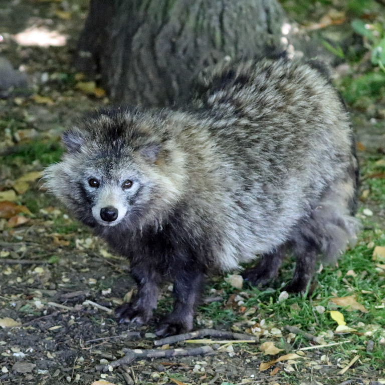 Raccoon Dog