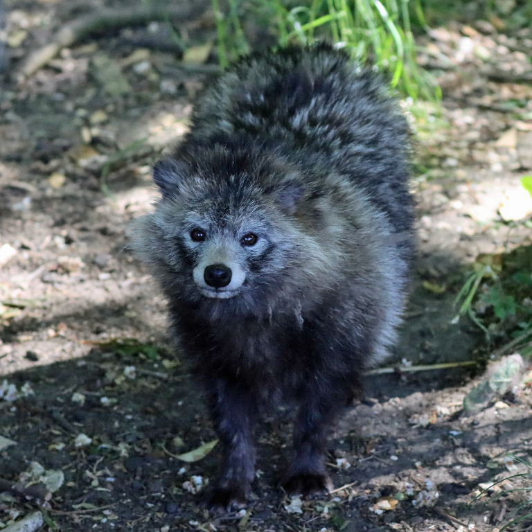 Raccoon Dog