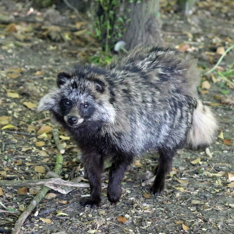 Raccoon Dog