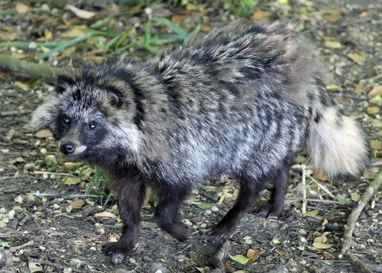 Raccoon Dog