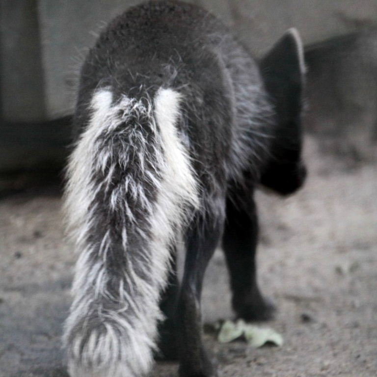 Arctic Fox - summer tail