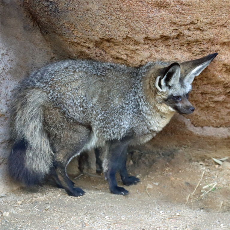 Bat-eared Fox