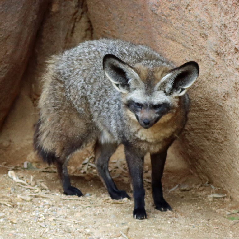 Bat-eared Fox
