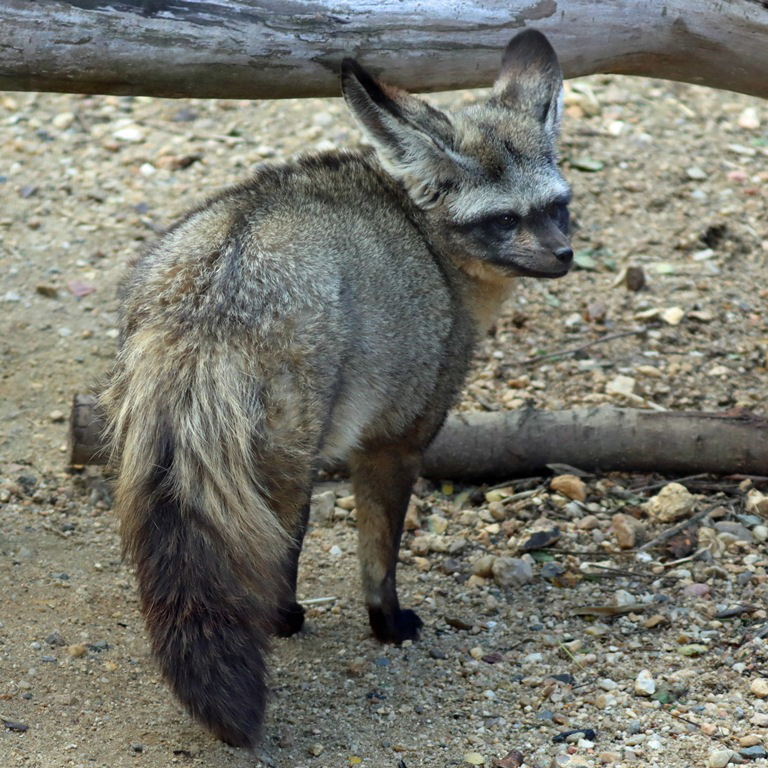 Bat-eared Fox
