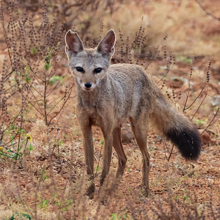 Indian Fox