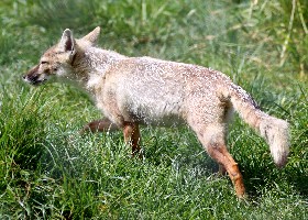 Corsac fox