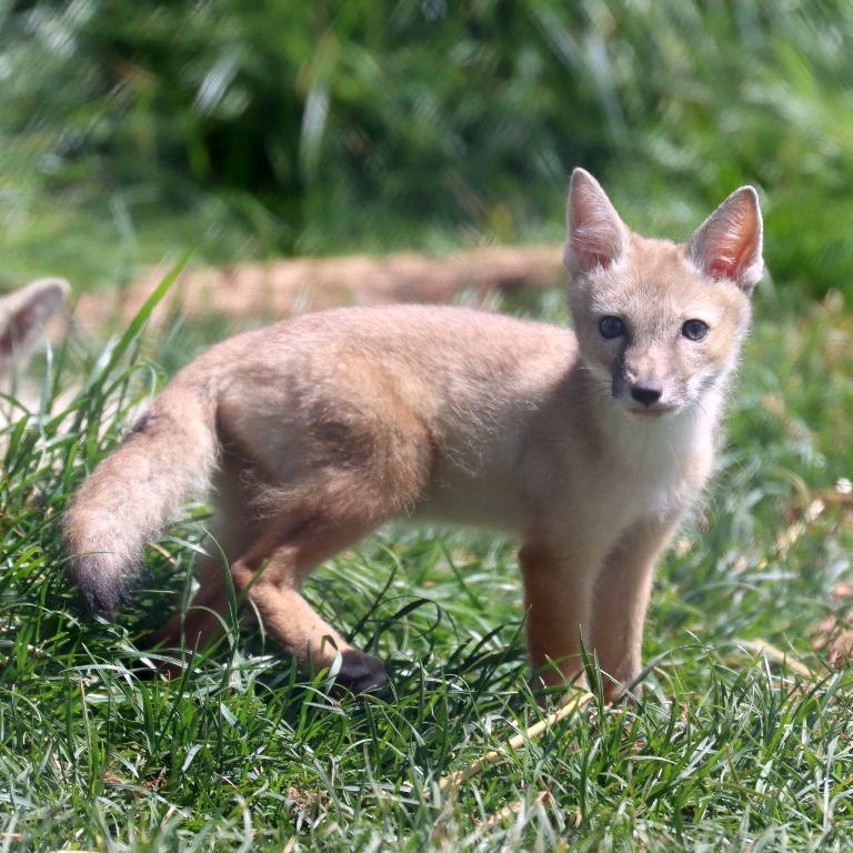 Corsac Fox cub
