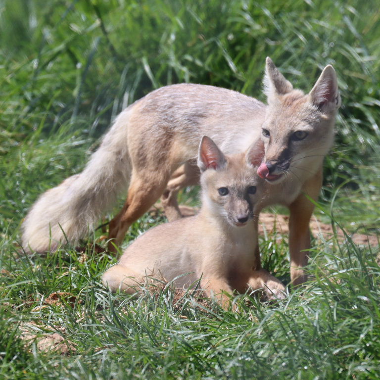 Corsac Fox vixen with cub
