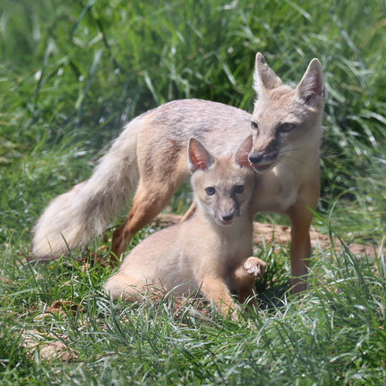 Corsac Fox vixen with cub