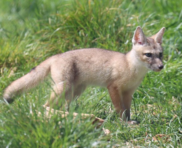 Corsac Fox cub
