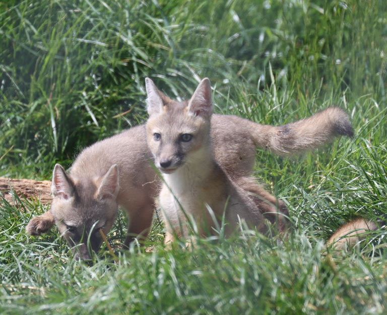 Corsac Fox cubs