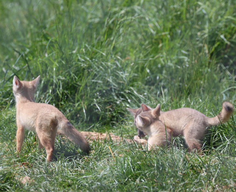 Corsac Fox cubs