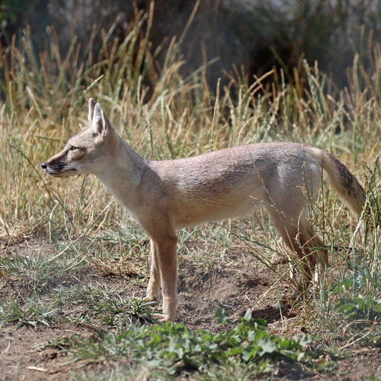 Corsac Fox