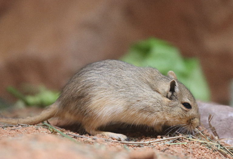 Mongolian Gerbil