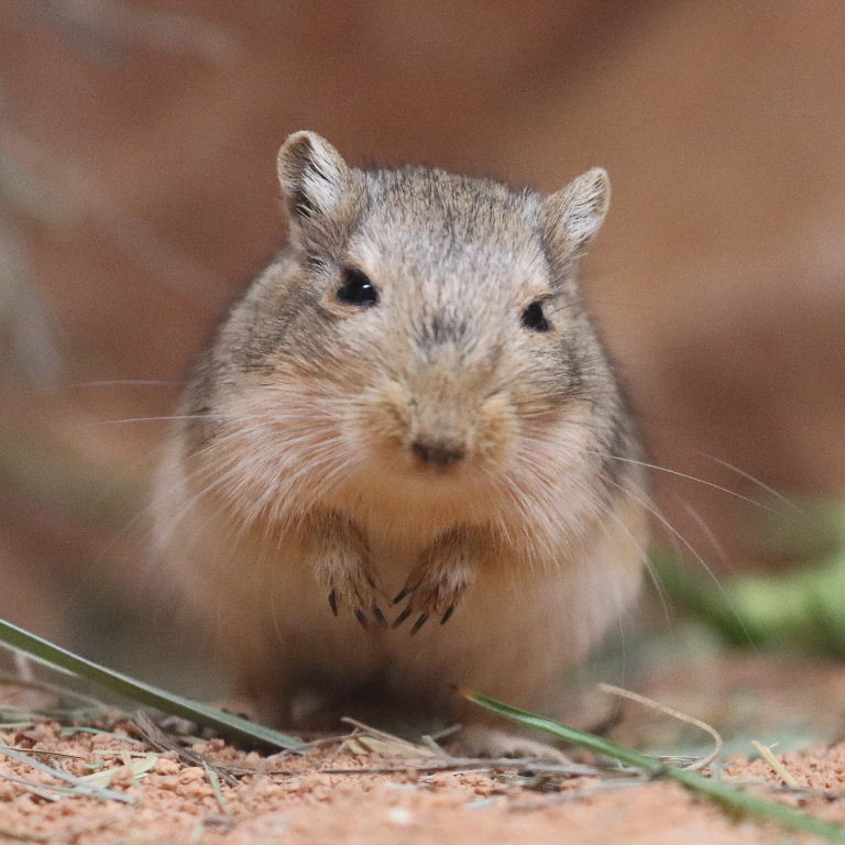 Mongolian Gerbil