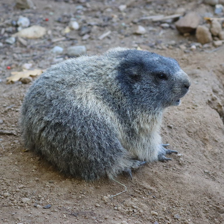 Alpine Marmot