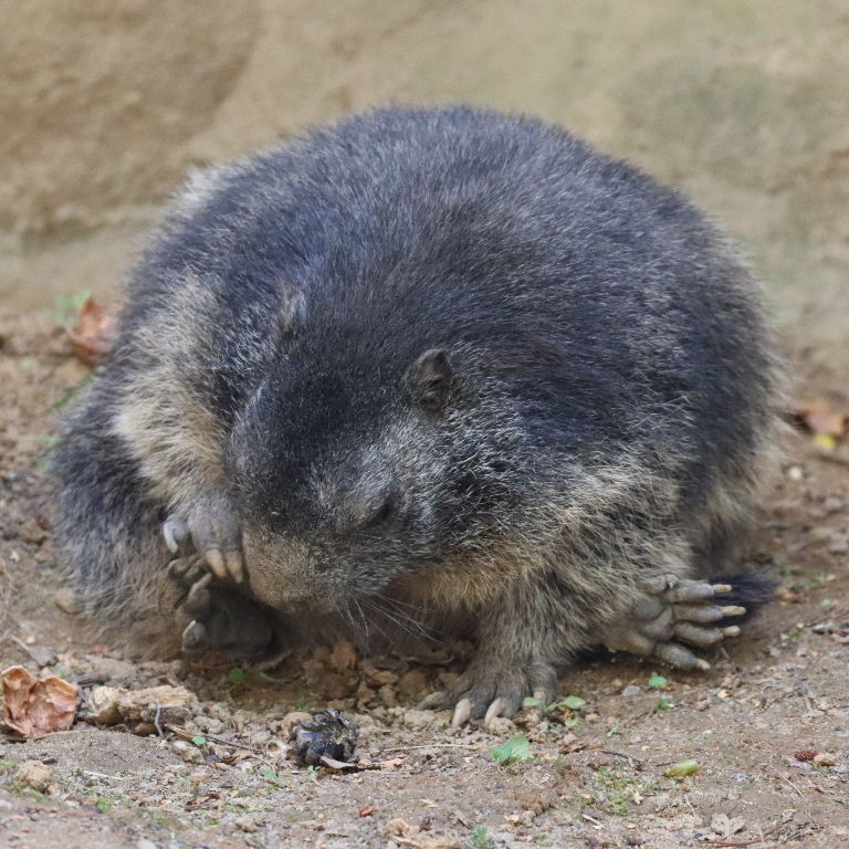 Alpine Marmot