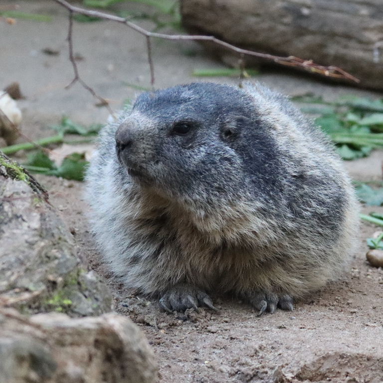 Alpine Marmot