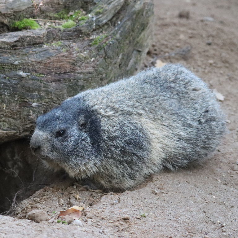 Alpine Marmot