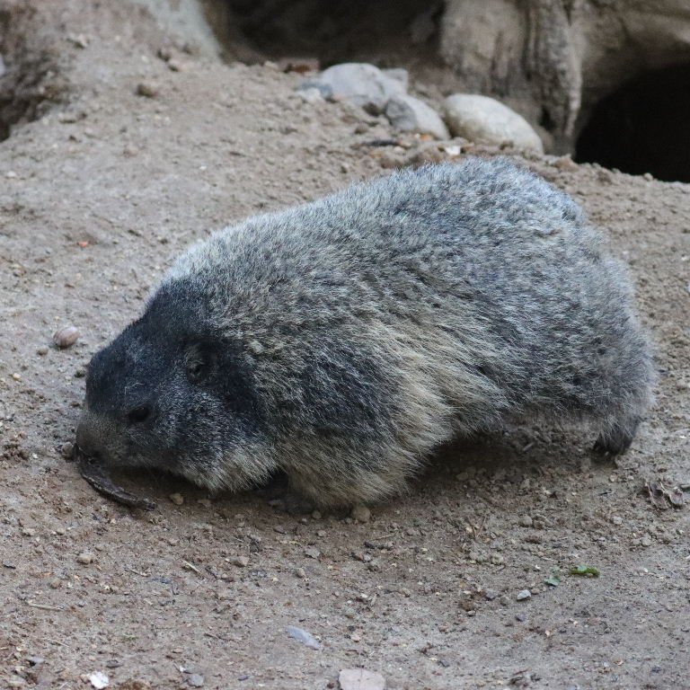 Alpine Marmot