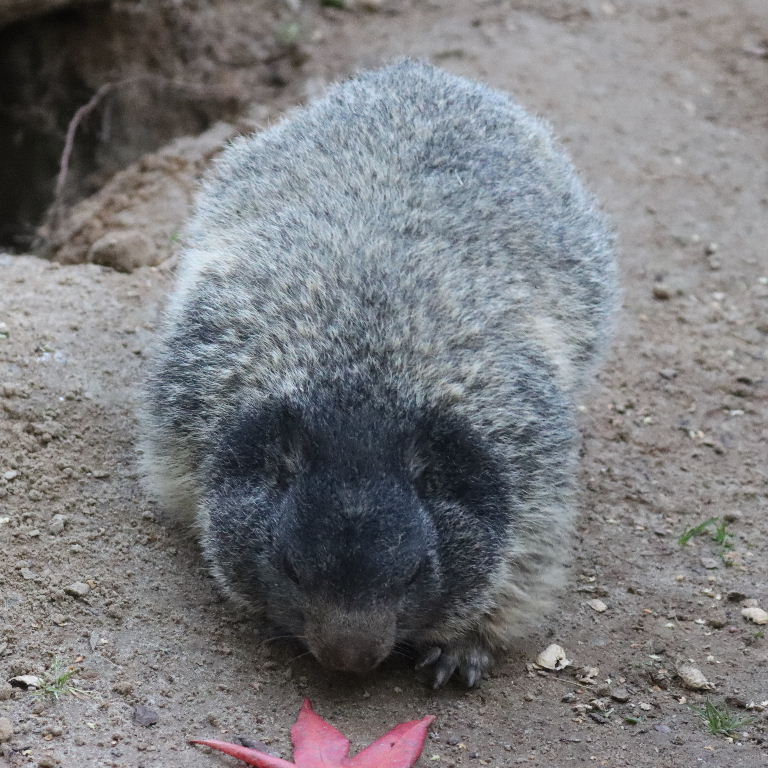 Alpine Marmot
