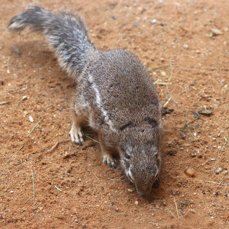 South African Ground Squirrel
