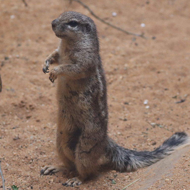 South African Ground Squirrel