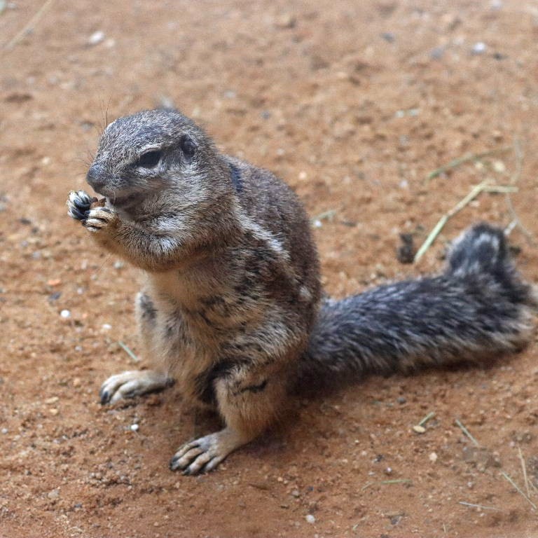 South African Ground Squirrel