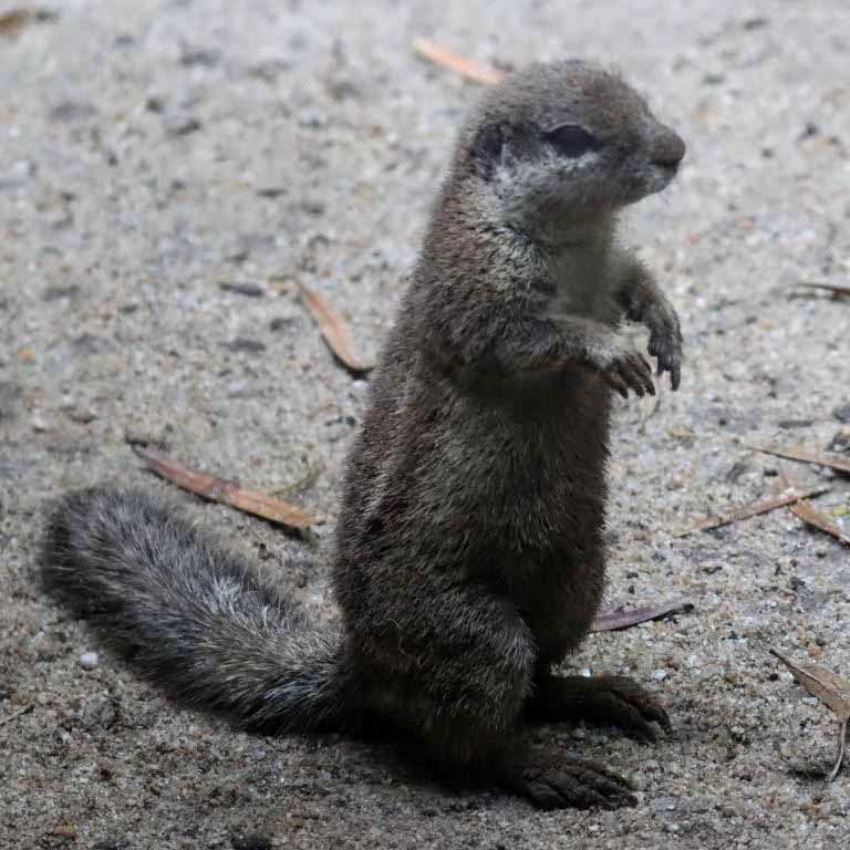 South African Ground Squirrel