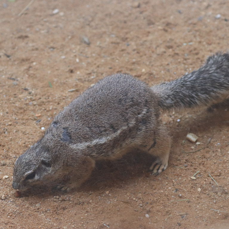 South African Ground Squirrel