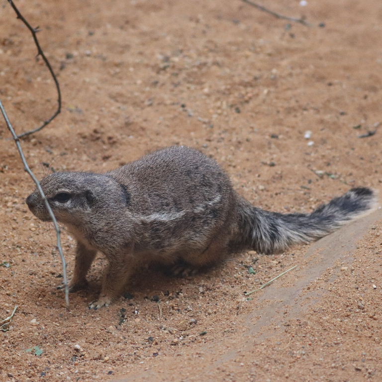 South African Ground Squirrel