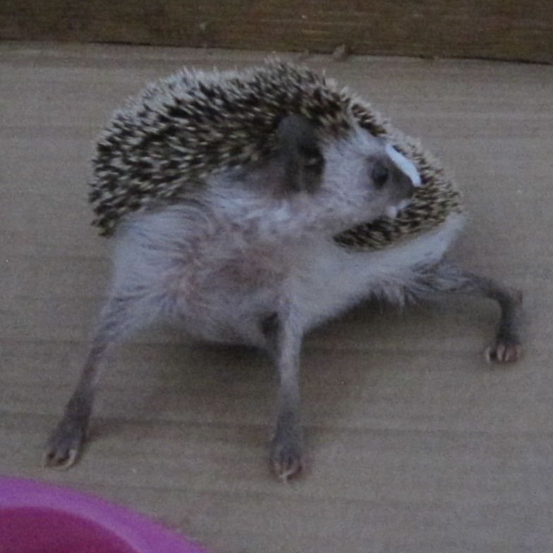 Hedgehog anointing