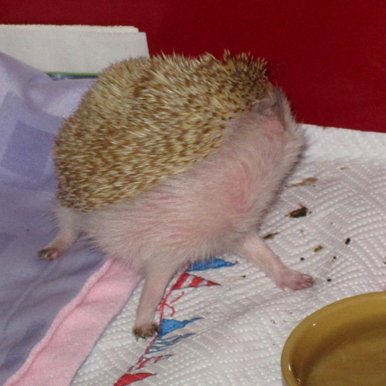 Hedgehog anointing
