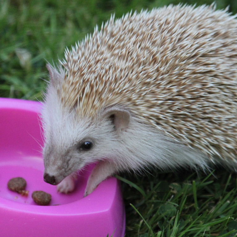 Hedgehog feeding
